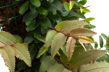 Other kaufen und verkaufen Photo: Vivarium plants marcgravia, philodendron, begonia