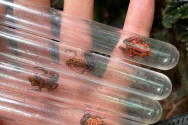Pfeilgiftfrösche kaufen und verkaufen Photo: Oophaga bastimentos, histrionica, colon, kusapin Pfeilgiftfrösche kaufen und verkaufen Photo: Oophaga bastimentos, histrionica, colon, kusapin