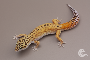 Geckos kaufen und verkaufen Photo: Leopard Geckos Cipher, Bell, Blood, Bold, Pied Geckos kaufen und verkaufen Photo: Leopard Geckos Cipher, Bell, Blood, Bold, Pied