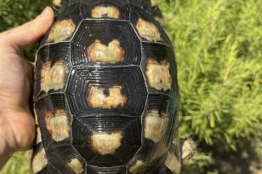 Schildkröten  kaufen und verkaufen Foto: Testudo Marginata , female 