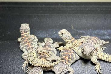 Agamen kaufen und verkaufen Foto: For Sale: Uromastyx ornata ornata 2024