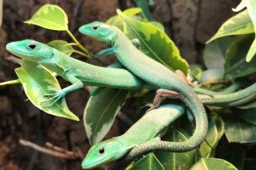 Echsen  kaufen und verkaufen Foto: Gastropholis prasina ( Hamm, Ziva Exotika, Houten ) 