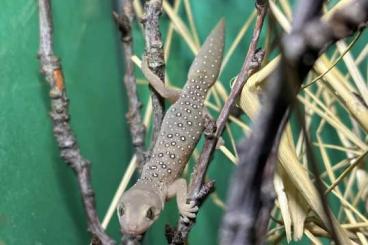 Lizards kaufen und verkaufen Photo: Strophurus elderi, taenicauda 