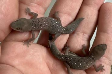 Echsen kaufen und verkaufen Foto: Strophurus elderi, Gastropholis prasina Echsen kaufen und verkaufen Foto: Strophurus elderi, Gastropholis prasina