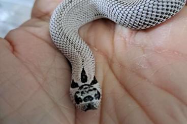 Schlangen kaufen und verkaufen Foto: Heterodon nasicus Letzte Nachzucht 2024 h