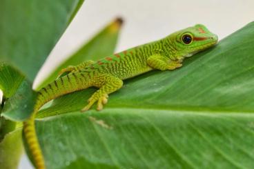 Geckos kaufen und verkaufen Photo: Phelsuma grandis eigene Nachzucht