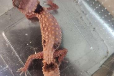 Geckos kaufen und verkaufen Photo: Nephrurus cincus "almost patternless"