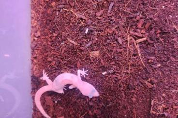 Geckos kaufen und verkaufen Foto: Coleonyx variegatus leucistic