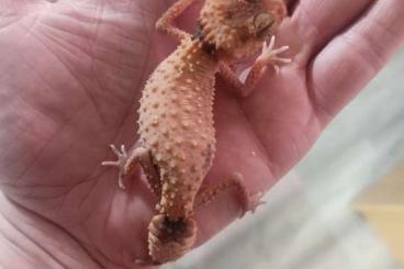 Geckos kaufen und verkaufen Foto: Nephrurus cincus "almost patternless"