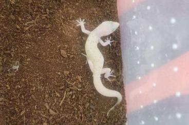 Geckos kaufen und verkaufen Foto: Coleonyx variegatus leucistic NZ 2024