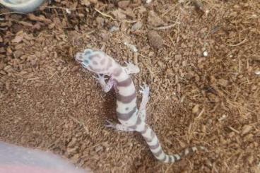 Geckos kaufen und verkaufen Photo: Coleonyx variegatus abzugeben