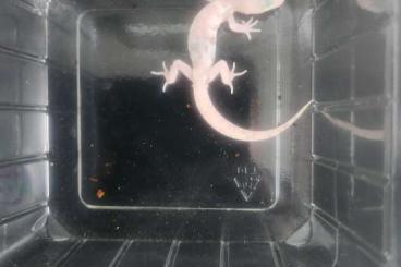 Geckos kaufen und verkaufen Foto: Coleonyx variegatus leucistic NZ 2024