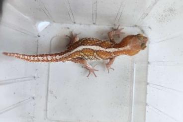 Geckos kaufen und verkaufen Photo: Paroedura picta xanthic Geckos kaufen und verkaufen Photo: Paroedura picta xanthic