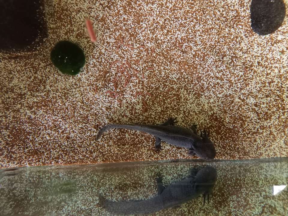 2 Axolotl inkl. Aquarium, Kühler, HMF Filter usw - Buttelstedt
