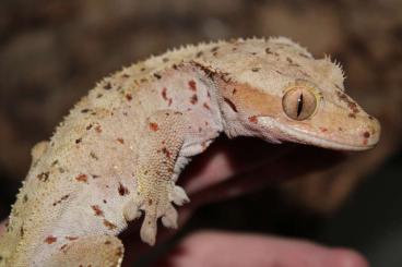 Geckos kaufen und verkaufen Photo: Ciliatus group For Hamm sept24 