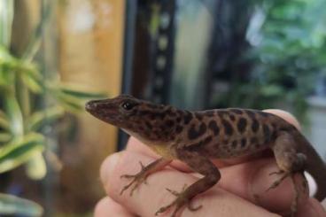 Lizards kaufen und verkaufen Photo: Male Anolis sabanus for sell