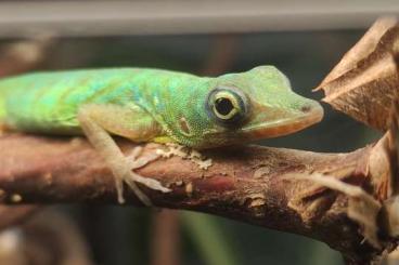 Lizards kaufen und verkaufen Photo: Got a bunch of Anolis roquets roquet