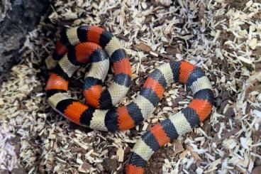 Colubrids kaufen und verkaufen Photo: Lampropeltis campbelli NZ23