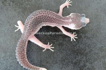 Geckos kaufen und verkaufen Foto: Mack Super Snow Eclipse Tremper Albino Raptor Pied Leopardgecko 