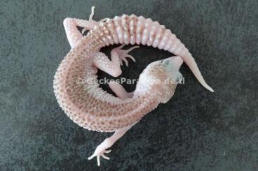 Geckos kaufen und verkaufen Foto: Leopardgecko Midnight Blizzard Mack Super Snow Eclipse Tremper Albino