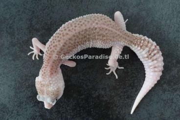 Geckos kaufen und verkaufen Photo: sichere Weibchen Leopardgecko 2022 + 2023