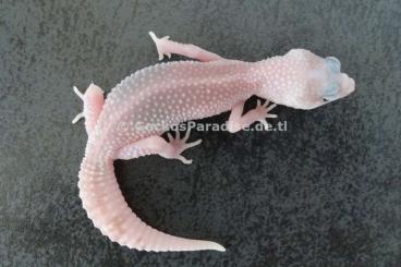 Geckos kaufen und verkaufen Photo: Leopardgecko Männchen Weibchen 2024