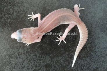 Geckos kaufen und verkaufen Photo: Leopardgecko Männchen Weibchen