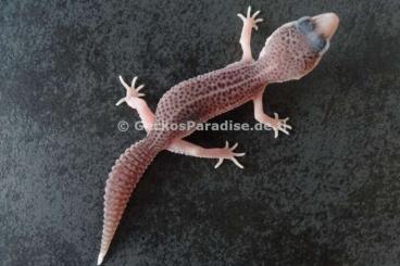 Geckos kaufen und verkaufen Photo: Leopardgecko 2024 Männchen Weibchen