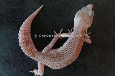 Geckos kaufen und verkaufen Photo: 0,5 Weibchen Leopardgecko Midnight Blizzard + Mack Super Snow Raptor 