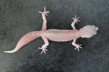 Geckos kaufen und verkaufen Foto: Männchen Weibchen Leopardgecko