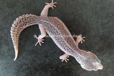 Geckos kaufen und verkaufen Photo: Mack Super Snow Eclipse Tremper Albino Raptor Leopardgecko M W Geckos kaufen und verkaufen Photo: Mack Super Snow Eclipse Tremper Albino Raptor Leopardgecko M W