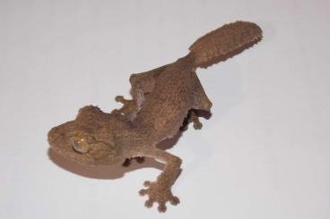 Geckos kaufen und verkaufen Photo: Uroplatus sikorae MDA 5,5 - Hamm 14.12.2024