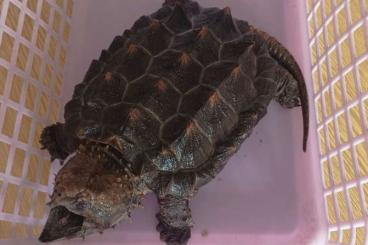 Schildkröten  kaufen und verkaufen Foto: 0.0.1 Macrochelys temminckii