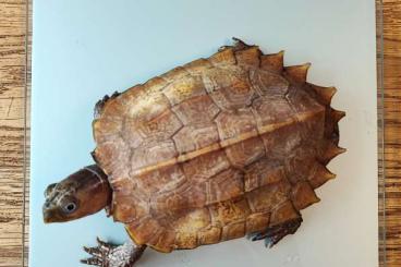 Schildkröten  kaufen und verkaufen Foto: 1,0 Geoemyda Spengleri adult 