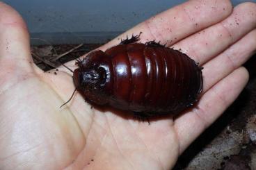 Insekten kaufen und verkaufen Foto: Macropanesthia rhinoceros 2024