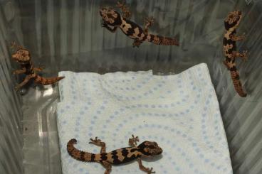 Geckos kaufen und verkaufen Foto: Pachydactylus rugosus, Hemidactylus lemurinus etc.