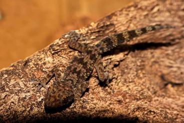 Geckos kaufen und verkaufen Foto: I LOVE GECKOS - Paroedura, Hemidactylus