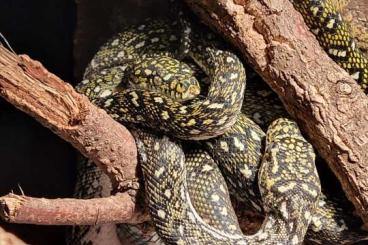 Pythons kaufen und verkaufen Photo: Morelia spilota spilota Diamantpython Pythons kaufen und verkaufen Photo: Morelia spilota spilota Diamantpython