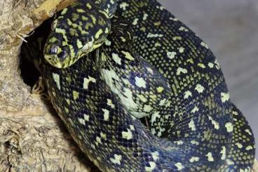 Pythons kaufen und verkaufen Photo: Morelia Spilota spilota Diamantpython Pythons kaufen und verkaufen Photo: Morelia Spilota spilota Diamantpython