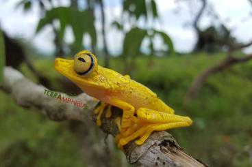 Frösche  kaufen und verkaufen Foto: Stocklist Terra-Amphibia, Amphibians,reptiles and more (2024)