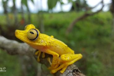 Frösche  kaufen und verkaufen Foto: Stocklist Hamm Terra-Amphibia 