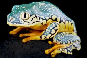 frogs kaufen und verkaufen Photo: Stocklist Hamm Terra-Amphibia, Amphibians,reptiles and more