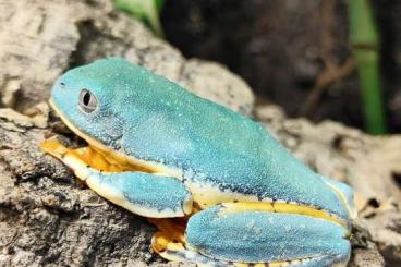 Frösche  kaufen und verkaufen Foto: Captivebred Amphibians for Hamm!