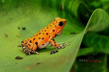 Frösche  kaufen und verkaufen Foto: Stocklist Terra-Amphibia, Amphibians,reptiles and more