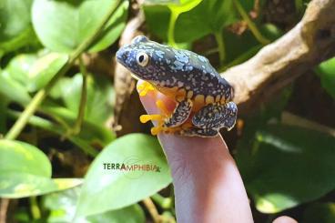 frogs kaufen und verkaufen Photo: Stocklist Terra-Amphibia, Amphibians,reptiles and more