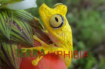 frogs kaufen und verkaufen Photo: Stocklist Terra-Amphibia, Amphibians,reptiles and more