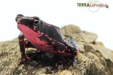 Frösche  kaufen und verkaufen Foto: Stocklist Hamm Terra-Amphibia, Amphibians,reptiles and more