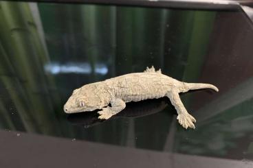 Geckos kaufen und verkaufen Foto: For Hamm Rhacodactylus, Lepidodactylus 