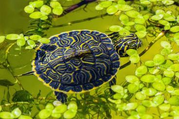 Turtles and Tortoises kaufen und verkaufen Photo: Halbinselschmuckschildkröten und Starrbrustpelomedusen abzugeben