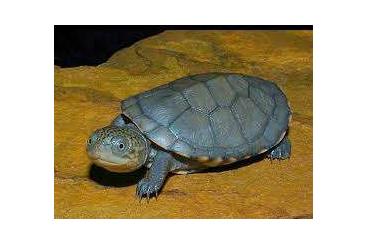Turtles kaufen und verkaufen Photo: Gebe noch junge Wasserschildkröten ab